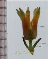  Flower with bracts